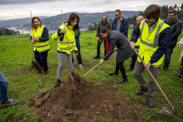 Allegue en la plantación de árboles.