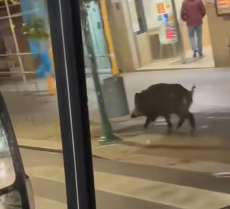 (VÍDEO) Los jablalíes descubren la noche compostelana: de paseo por el centro de la capital...otra vez