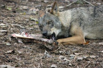 Archivo - Un lobo come los restos de un animal.