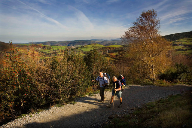 Dos peregrinos caminando entre acebos cerca del alto de San Roque. O Poio. Camino de Santiago. Lugo. Galicia.