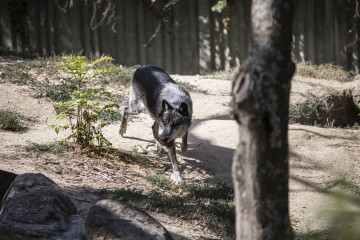 Archivo - Un lobo en el Zoo Aquarium de Madrid, a 12 de agosto de 2021, en Madrid, (España). Como cada verano, los niños que participan en los campamentos que ofrece el zoológico de la Casa de Camp