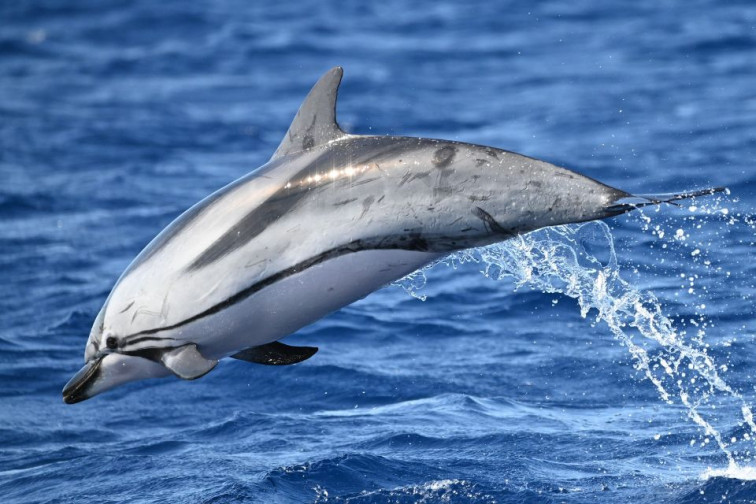 Un delfín listado muere tras varar en una playa de Burela