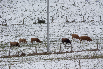 Archivo - Varias vacas en un campo cubierto de nieve, a 24 de febrero de 2023, en A Fonsagrada, Lugo, Galicia (España). El anticiclón y la borrasca que se encuentran sobre la península han creado u