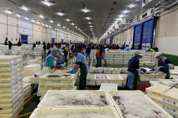 El Puerto de Vigo bate récord de descargas en un día con más de 230.000 kilos de pescado.