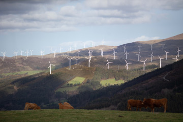 Archivo - Varias vacas en el parque eólico de Vilachá, a 15 de marzo de 2024, en Lugo, Galicia (España). Dicho parque, que se encuentra entre los concellos lucenses de Ourol y Muras, ha visto paral