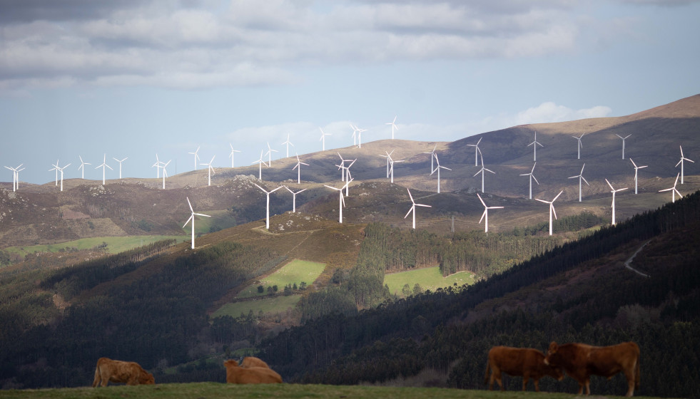 Archivo - Varias vacas en el parque eólico de Vilachá, a 15 de marzo de 2024, en Lugo, Galicia (España). Dicho parque, que se encuentra entre los concellos lucenses de Ourol y Muras, ha visto paral