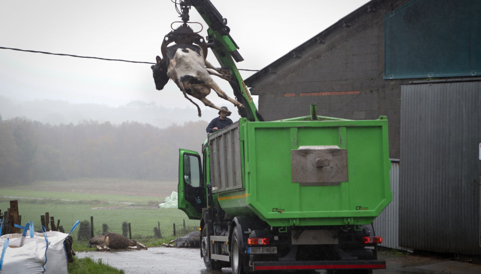 Archivo - Un camión levanta a una vaca muerta para depositarla en un contenedor, en una ganadería de lácteo en la parroquia de Piñeiro, a 14 de noviembre de 2023, en Xermade, Lugo, Galicia (Españ