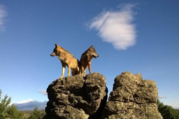 Lobos ibéricos