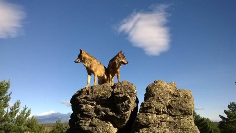 El lobo ibérico, ni tantos ni tan feroces: 