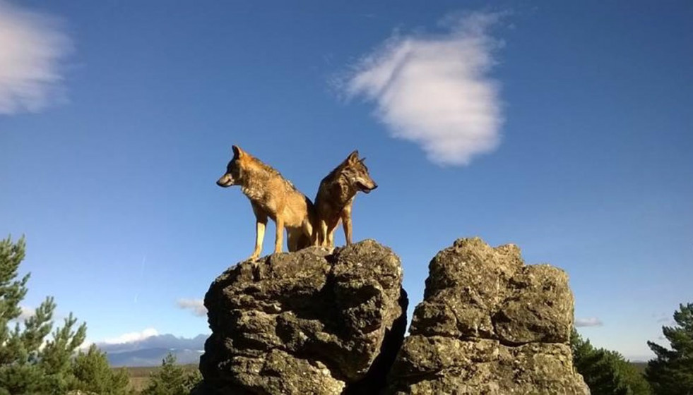 Lobos ibéricos