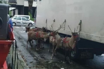 Renos atados a un camión en unas pasadas navidades en una imagen de Vacaloura Facebook