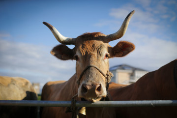 Archivo - Una vaca durante la tercera edición de la Feria en Defensa del Ganado de Montaña, a 13 de mayo de 2023, en Cervantes, Lugo, Galicia (España). La Feira en Defensa do Gandeiro da Montaña r