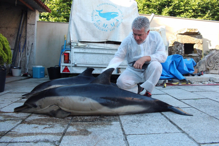 Récord de animales varados en las costas gallegas durante el 2024