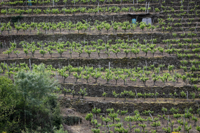 Archivo - Bancales de viticultura heroica durante el trayecto del catamarán del Sil por la Ribeira Sacra