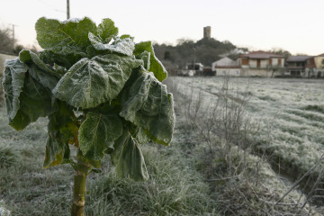 Archivo - Vegetación afectada por las heladas en el concello de Sandiás, a 24 de enero de 2023, en Ourense