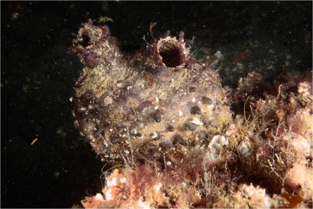 Ejemplar de Pyura herdmani localizado en el puerto de Ribeira.