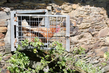 Archivo - Varias gallinas en un corral, a 6 de marzo de 2024, en Bóveda, Lugo, Galicia (España). Dado que muchos propietarios de corrales domésticos de gallinas para autoconsumo aún no lo han hech