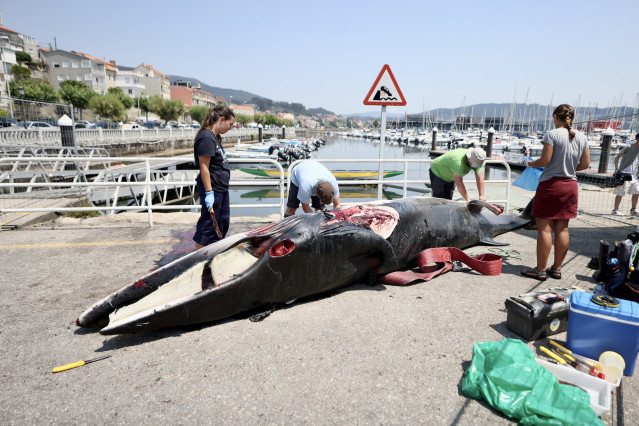 Archivo - Técnicos de la Coordinadora para o Estudo dos Mamíferos Mariños junto al cadáver de una ballena en el puerto de Combarro, a 12 de julio de 2022, en Combarro, Poyo, Pontevedra, Galicia (España).  La ballena ha muerto hoy después de aparecer varad