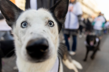 Un perro durante la ‘Sanperrestre’ 2024.