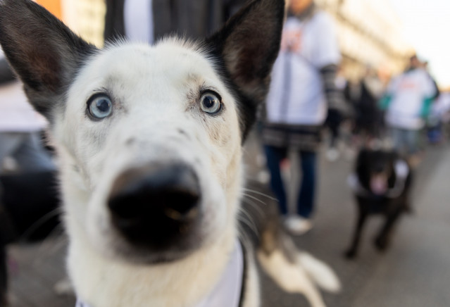 Un perro durante la ‘Sanperrestre’ 2024.