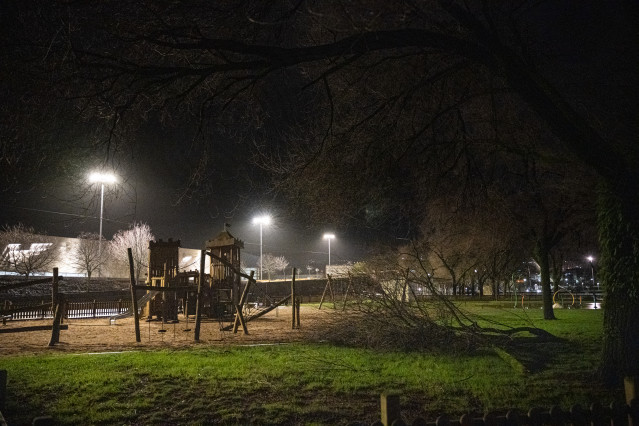 Un árbol caído, a 26 de enero de 2025, en Pontevedra, Galicia (España).