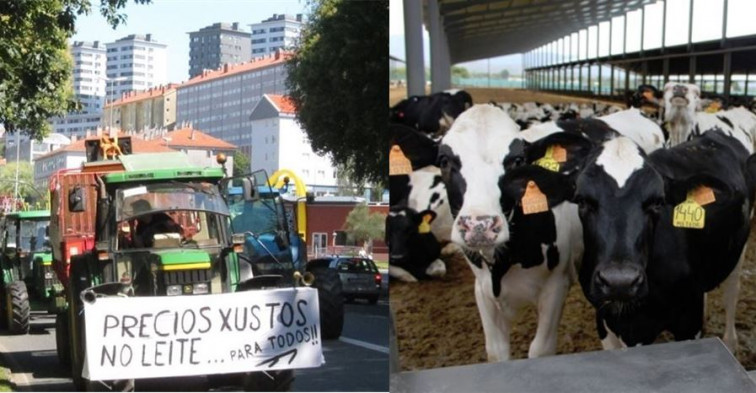 Vacas no canto de tractores para protestar polo baixo prezo do leite