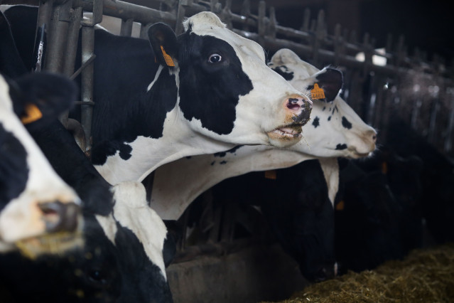 Archivo - Varias vacas en una ganadería de lácteo