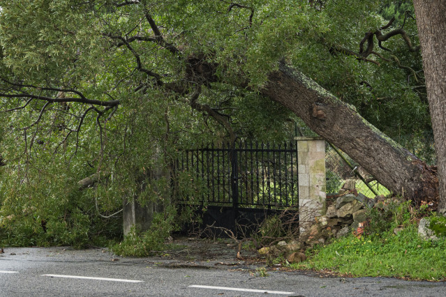 Un árbol tirado por las fuertes rachas de viento en la comarca de Salnés, a 27 de enero de 2025, en Salnés, Pontevedra, Galicia (España).