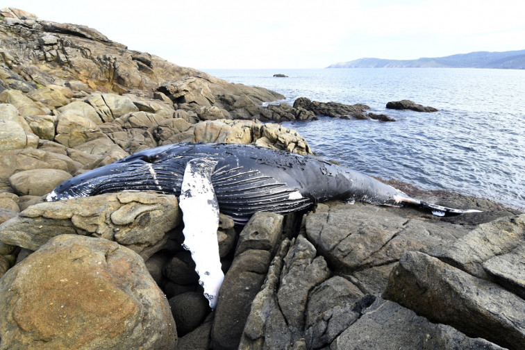 Casi 700 animaneles varados en las costas gallegas en 2024: delfines, ballenas, tortugas, tiburones...