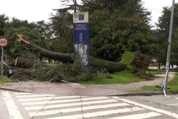 Arbol caído pro la borrasca Hjemrinia en el campus de Santiago