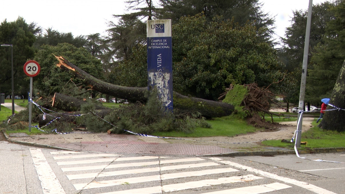 Arbol cau00eddo pro la borrasca Hjemrinia en el campus de Santiago