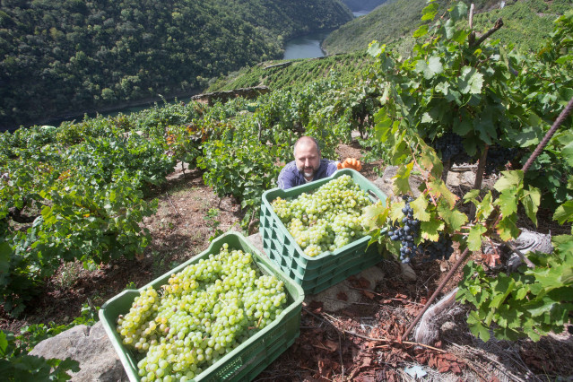 Archivo - Un miembro de la familia Bendiña baja las cajas de uva godello desde los bancales de la Ribeira de Vilachá de Salvadur sobre el Río Sil, a 18 de septiembre de 2021, en Vilachá de Salvadur, A Pobra de Brollón, Lugo, Galicia, (España). En la aldea