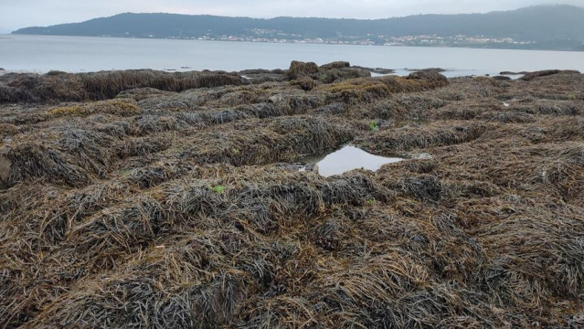 Una investigación de la USC revela las limitaciones del uso algas pardas para evaluar la contaminación en aguas costeras