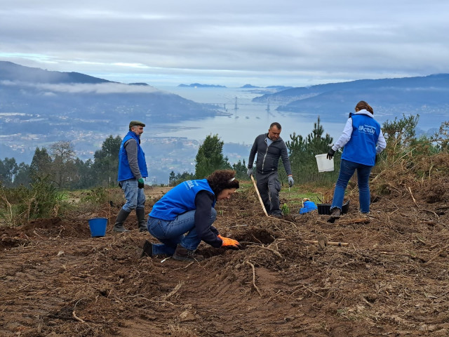 Voluntarios de Afundación plantan frondosas en O Viso, en Redondela (Pontevedra)