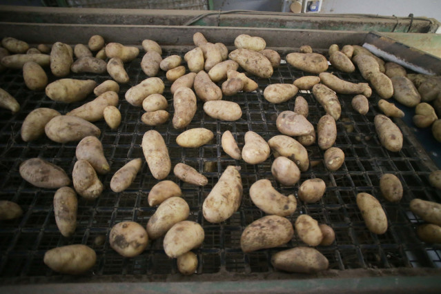 Archivo - Cosecha en un almacén de patatas