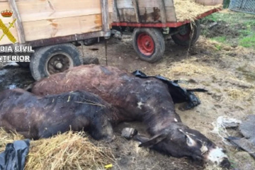 Caballos muertos melide