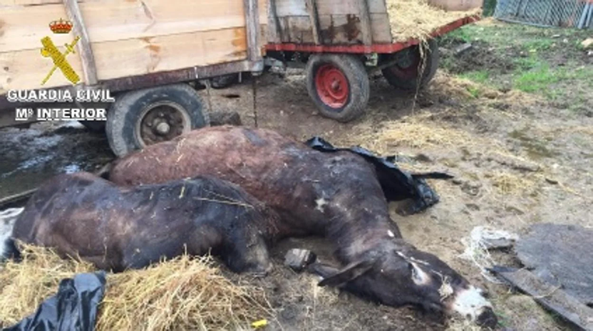 Caballos muertos melide