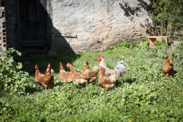 Archivo - Varias gallinas y un gallo en un corral, a 6 de marzo de 2024, en Bóveda, Lugo, Galicia (España). Dado que muchos propietarios de corrales domésticos de gallinas para autoconsumo aún no 