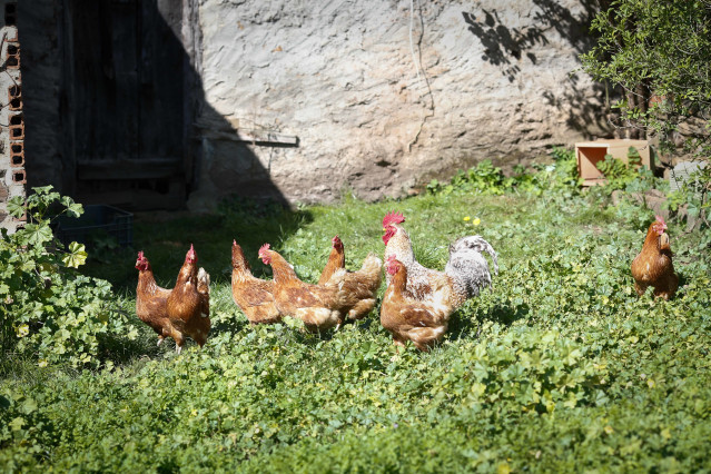 Archivo - Varias gallinas y un gallo en un corral, a 6 de marzo de 2024, en Bóveda, Lugo, Galicia (España). Dado que muchos propietarios de corrales domésticos de gallinas para autoconsumo aún no lo han hecho, el Ayuntamiento de Bóveda les ofrece ayuda pa