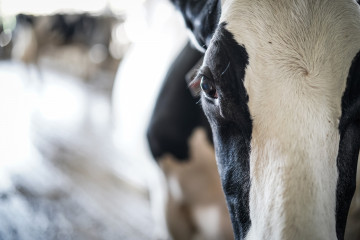 Archivo - Una vaca en la granja Lacturale, a 3 de abril de 2022, en Etxebarri, Navarra, (España). El grupo Sociedad Agraria de Transformación (S.A.T.) Lacturale es un proyecto de ganaderos de Navarr