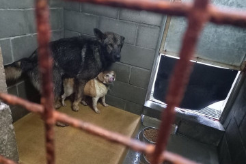 Perros en el refugio de animales de Bando en Santiago en una foto de su Facebook