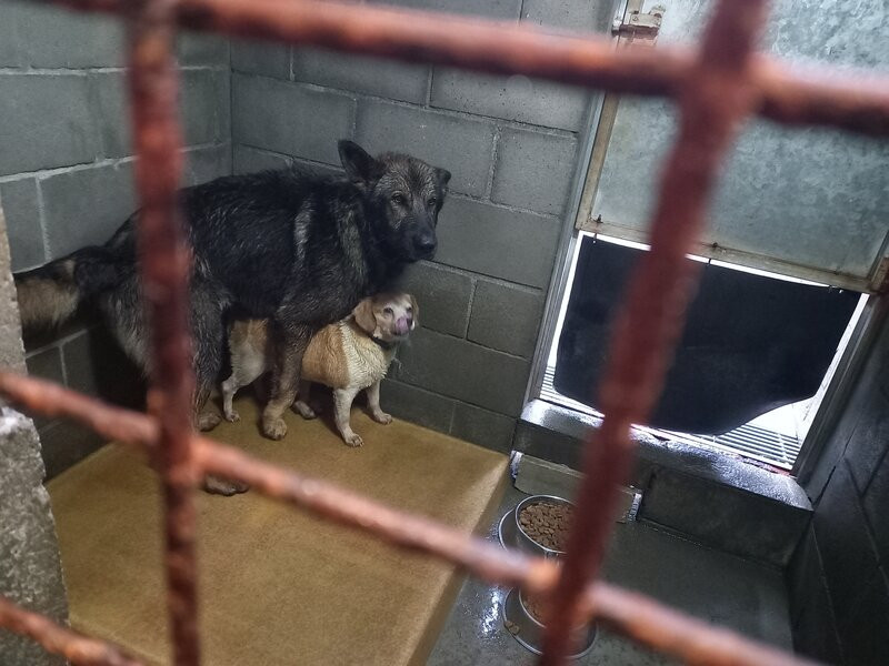 Perros en el refugio de animales de Bando en Santiago en una foto de su Facebook