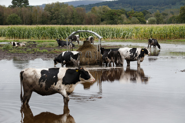 Archivo - Vacas en un pasto inundado por el desbordamiento del río Anllo, a 9 de octubre de 2024, en Goá, Vilalba, Lugo, Galicia (España). La Agencia Estatal de Meteorología (AEMET) ha puesto a Galicia en alerta naranja por la borrasca Kirk, que provoca r