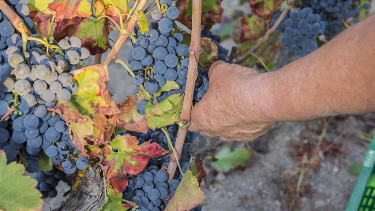 Solo Rías Baixas salva la caída de las cosechas de uva en esta vendimia