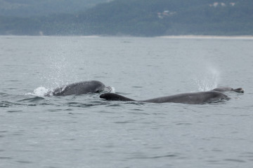 Un grupo de delfines