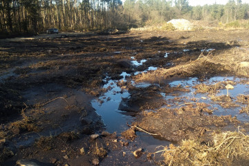 Parcela en donde se pretende instalar la granja de cerdos en Friol