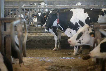 Archivo - Vacas de una ganadería de lácteo en Sabadelle, a 7 de agosto de 2023, en Chantada, Lugo, Galicia (España). Ganaderos gallegos han denunciado en los últimos días 