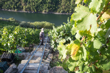 Archivo - Un vendimiador recoge la cosecha en el viñedo de la Bodega Algueira de la D.O. Ribeira Sacra de Lugo durante la temporada 2020, en Doade, Lugo, Galicia (España) a 31 de agosto de 2020. La 