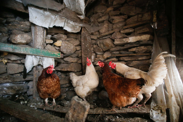 Archivo - Varias gallinas en un corral, a 6 de marzo de 2024, en Bóveda, Lugo, Galicia (España). Dado que muchos propietarios de corrales domésticos de gallinas para autoconsumo aún no lo han hecho, el Ayuntamiento de Bóveda les ofrece ayuda para que los