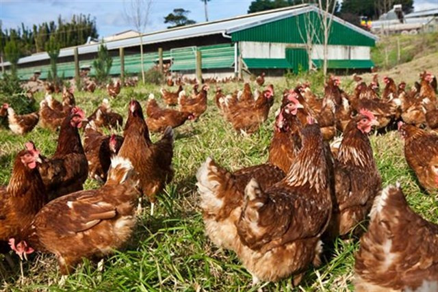 ​Un incendio en una granja de Vilanova de Arousa causa la muerte de docenas de pollos